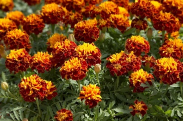 Бархатцы отклоненные (Tagetes patula)