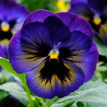 Виола виттрока (Viola wittrockiana)