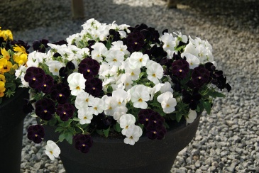Виола рогатая (Viola cornuta)