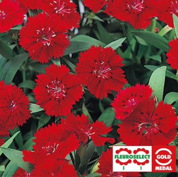 Гвоздика китайская х турецкая (Dianthus chinensis x barbatus)