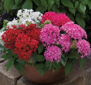 Пентас ланцетовидный (Pentas lanceolata)