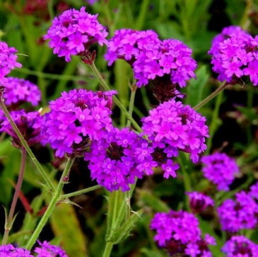 Вербена жесткая (Verbena rigida)