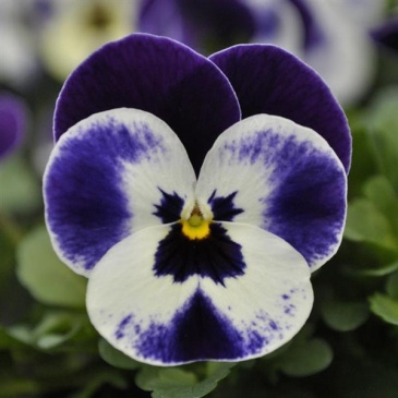 Виола рогатая (Viola cornuta)