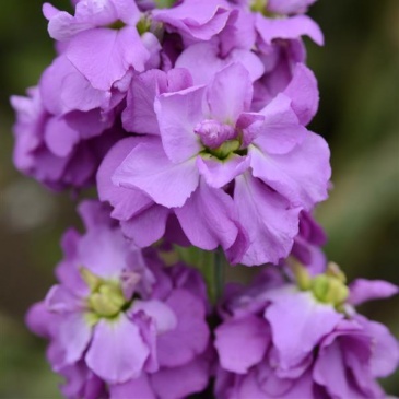 Левкой седой (Matthiola incana)