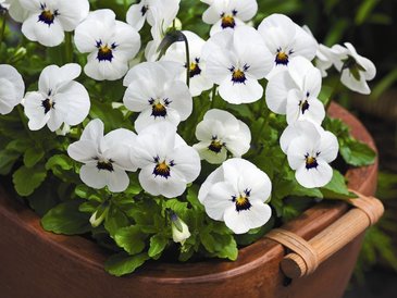 Виола рогатая (Viola cornuta)