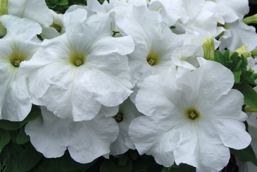 Петуния крупноцветковая (генетически компактная) (Petunia grandiflora)