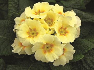 Примула бесстебельная (Primula acaulis)