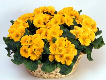 Примула бесстебельная (Primula acaulis)