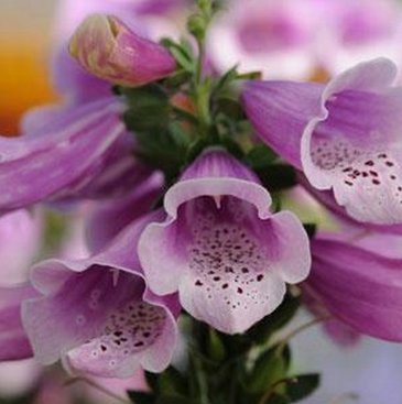 Наперстянка пурпурная (Digitalis purpurea)