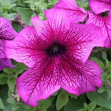 Петуния крупноцветковая (Petunia grandiflora)