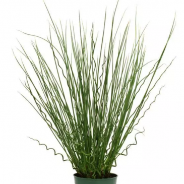 Семена нескольких сортов ситника в одном драже (Juncus + Juncus)