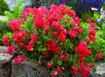 Горошек душистый (Lathyrus odoratus)