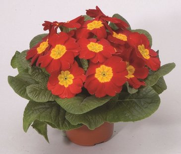 Примула бесстебельная (Primula acaulis)