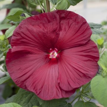Гибискус мускусный (Hibiscus moscheutos)