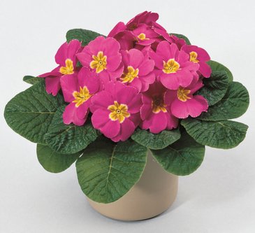 Примула бесстебельная (Primula acaulis)