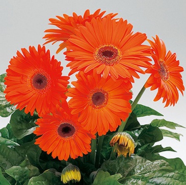 Гербера Джемсона (Gerbera jamesonii)