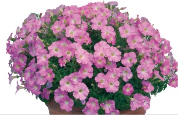 Петуния ампельная гибридная (Petunia x hybrida)