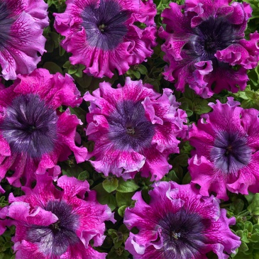 Петуния крупноцветковая (Чехия) превосходнейшая (Petunia grandiflora superbissima)