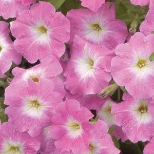 Петуния многоцветковая (Petunia multiflora)