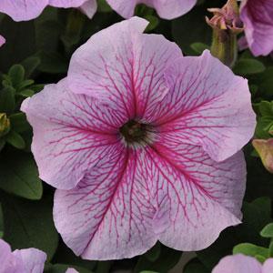 Петуния крупноцветковая (Petunia grandiflora)