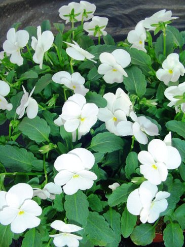 Виола рогатая (Viola cornuta)