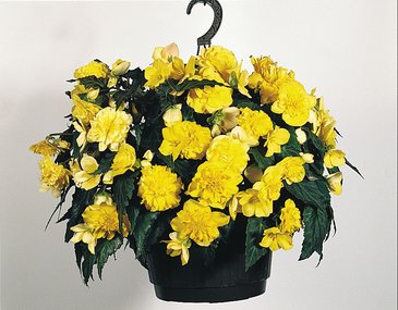 Бегония клубневая махровая ампельная (Begonia tuberhybrida)