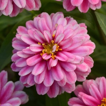 Цинния мариландская (Zinnia marylandica)