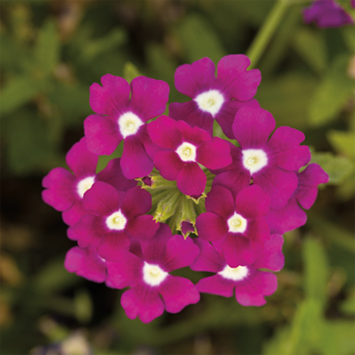 Вербена гибридная ампельная (Verbena hybrida)