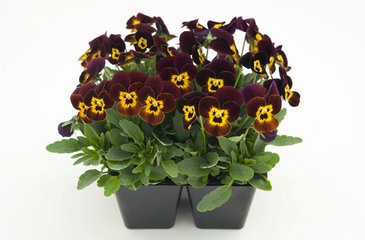 Виола рогатая (Viola cornuta)