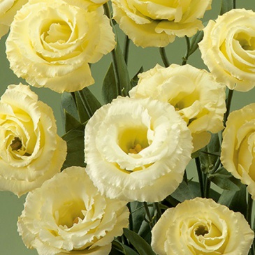 Лизиантус (Эустома) крупноцветковый (Lisianthus grandiflorum)