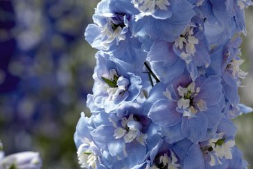 Дельфиниум высокий (Delphinium elatum)