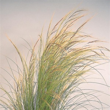 Ковыль тончайший (Stipa tenuissima) Ковыль тончайший (Stipa tenuissima)