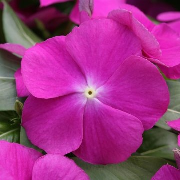 Катарантус розовый (Vinca rosea)