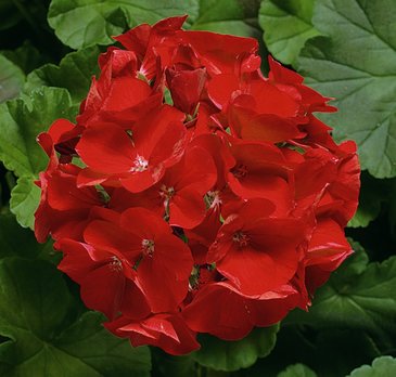 Герань (пеларгония садовая) (Pelargonium x hortorum)