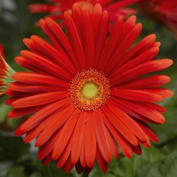 Гербера Джеймсона (Gerbera jamesonii)