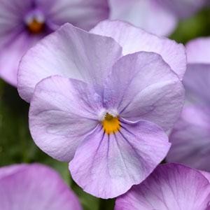 Виола рогатая (Viola cornuta)