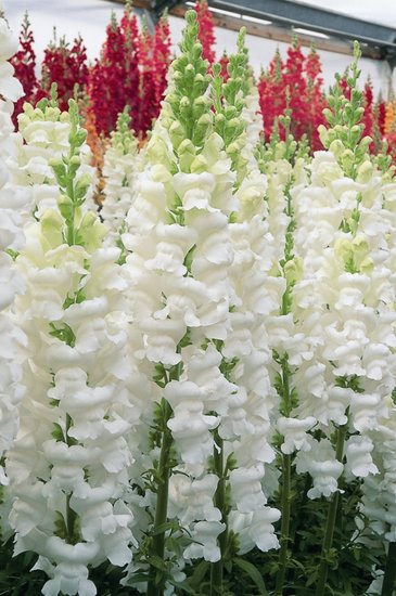 Львиный зев (Антирринум) большой (Antirrhinum majus)