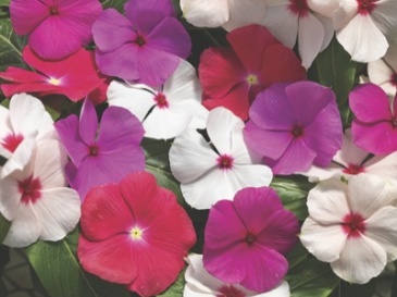 Катарантус розовый ампельный (Vinca rosea)