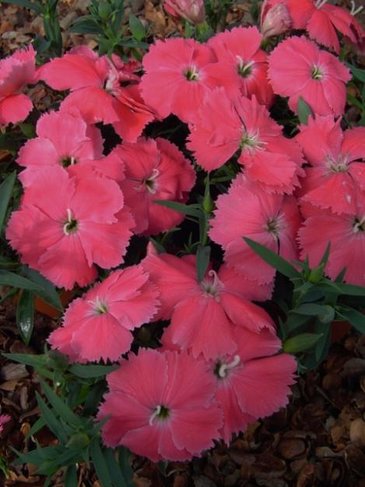 Гвоздика китайская (Dianthus chinensis)