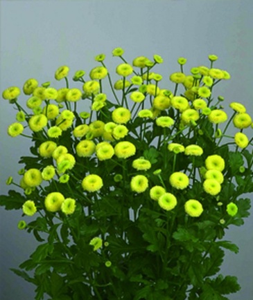 Пиретрум девичий (Tanacetum parthenium)