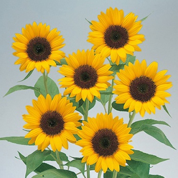 Подсолнечник летний (Helianthus annuus) Подсолнечник летний (Helianthus annuus)