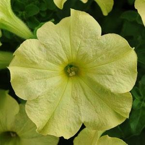 Петуния крупноцветковая (Petunia grandiflora)