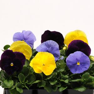 Виола виттрока (Viola wittrockiana)