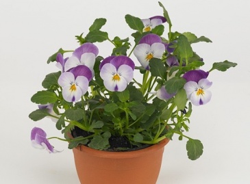 Виола виттрока ампельная (Viola wittrockiana)