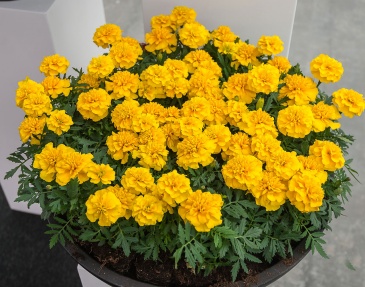 Бархатцы отклоненные (Tagetes patula) Бархатцы отклоненные (Tagetes patula)
