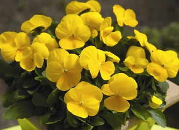 Виола рогатая (Viola cornuta)