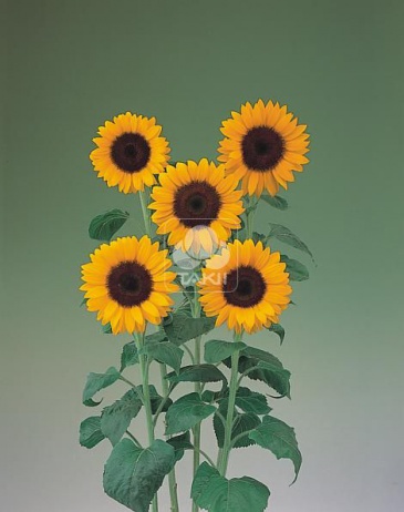 Подсолнечник летний (Helianthus annuus)