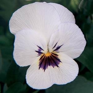 Виола рогатая (Viola cornuta)
