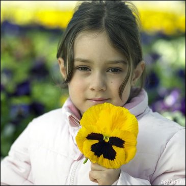 Виола Виттрока (Viola wittrockiana)