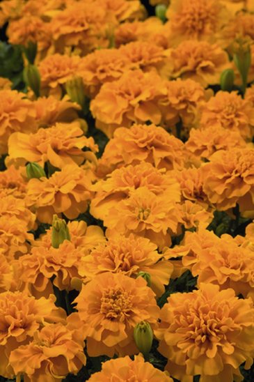 Бархатцы отклоненные (Tagetes patula)